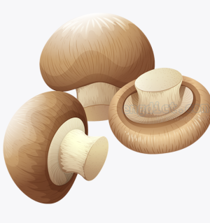 Fresh Mushrooms