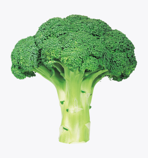 Lens Broccoli
