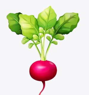 Red Radish