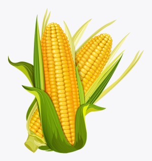 Yellow Corn
